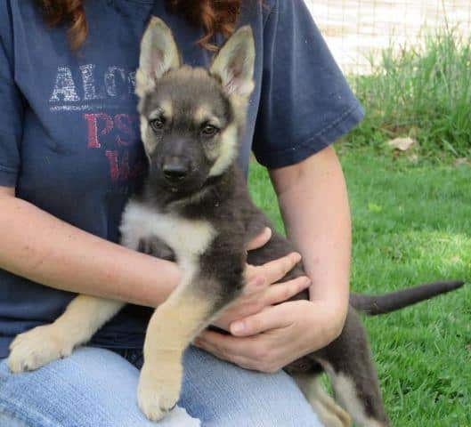 AKC German Shepherd pups for Sale in Antrim, New Hampshire Classified ...