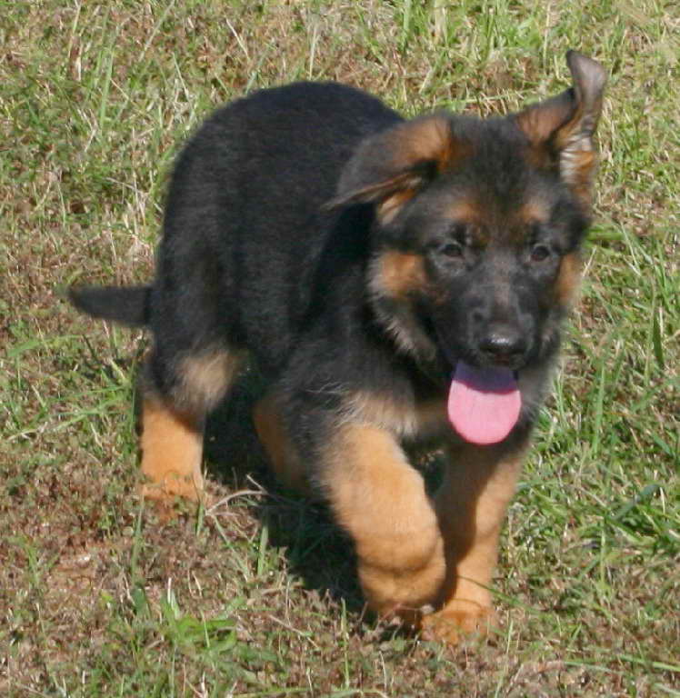 German Shepherd Puppies For Sale Near Me