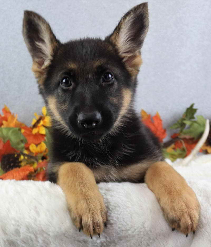 Free German Shepherd Puppies Texas ClubGermanShepherd