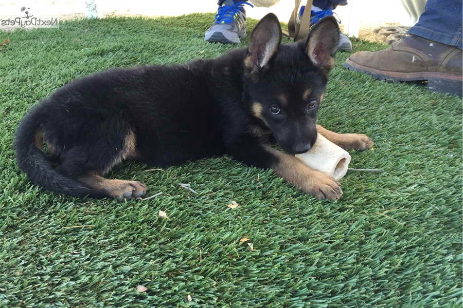 German Shepherd Breeder San Diego - ClubGermanShepherd.com