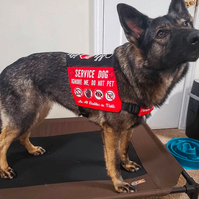 german shepherd service dog vest