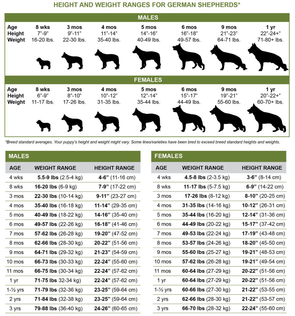 Weight Of German Shepherd Dog - Animal Worlds