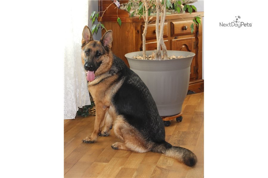 Money Back Guar: German Shepherd puppy for sale near ...